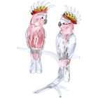 Pink Cockatoos
